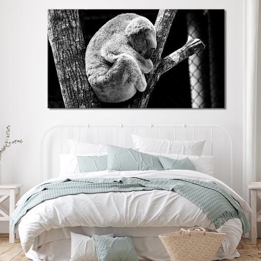 Lone koala sleeping