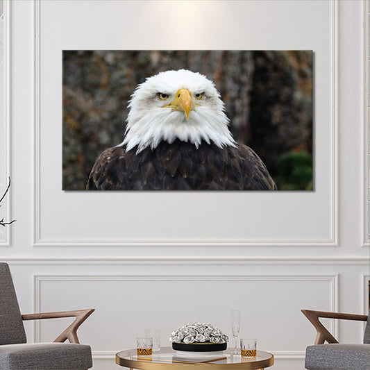 Bald eagle close-up