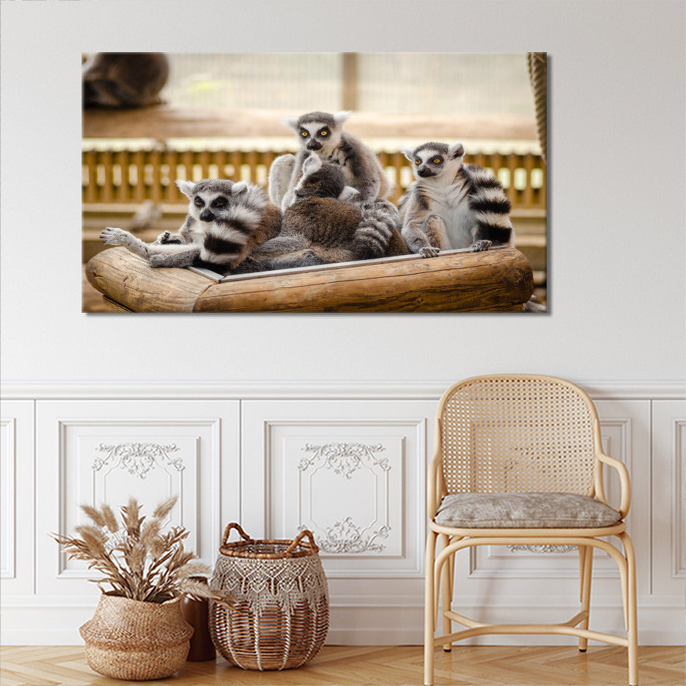 Group of lemurs