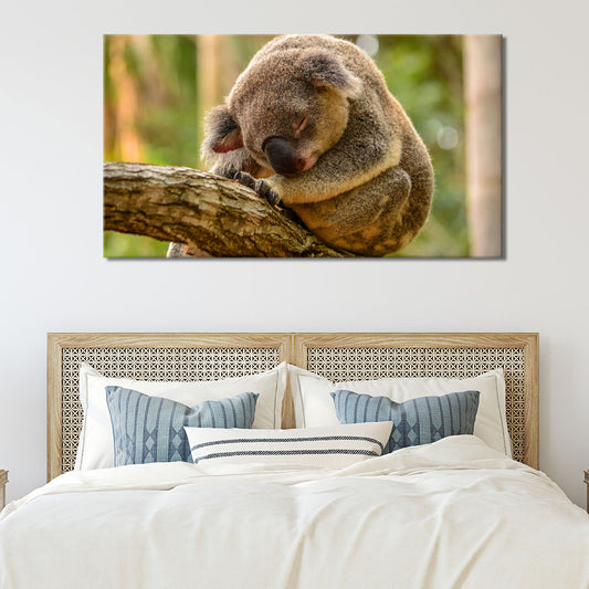 Koala sleeping