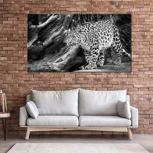 Black and white leopard