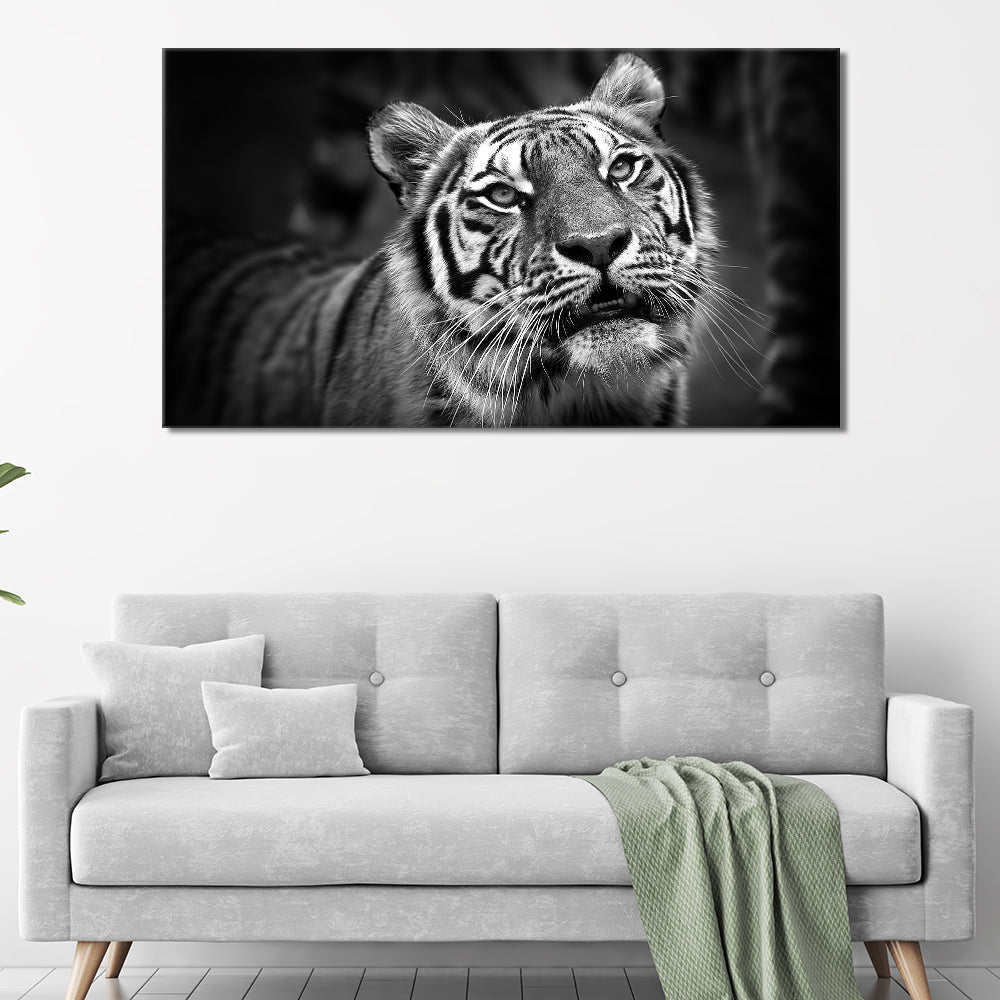 Black and white tiger