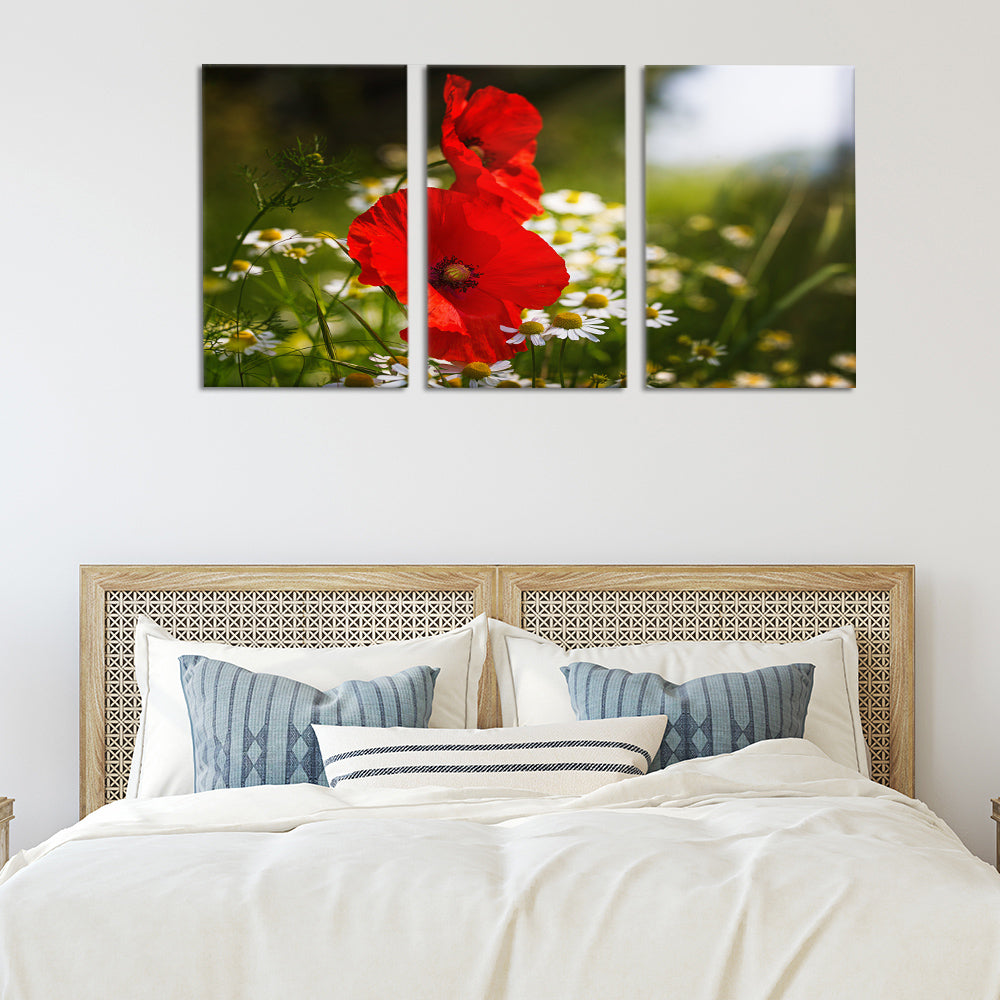 Poppies and daisy