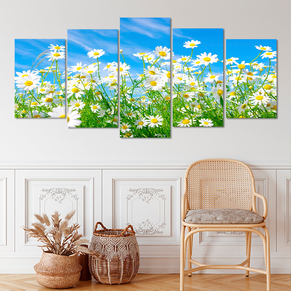 Field of daisies