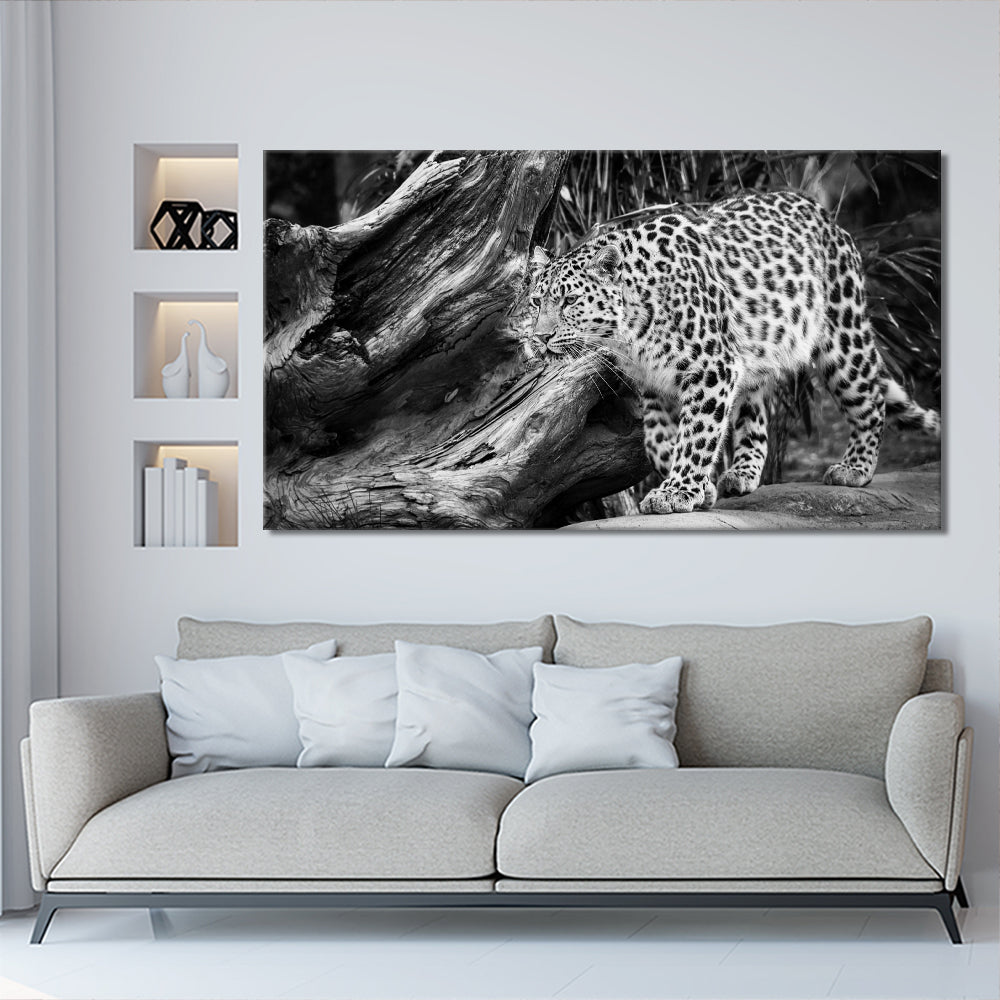 Black and white leopard