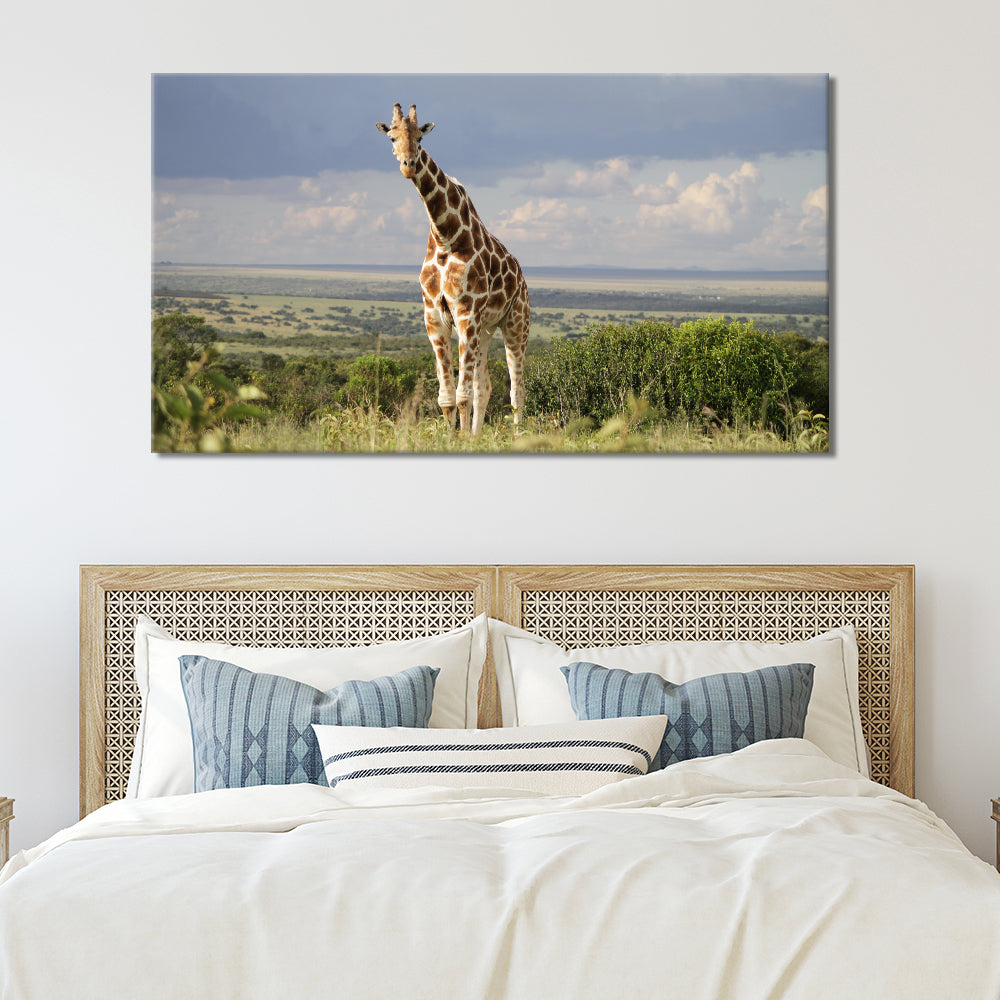 Giraffe in grass area