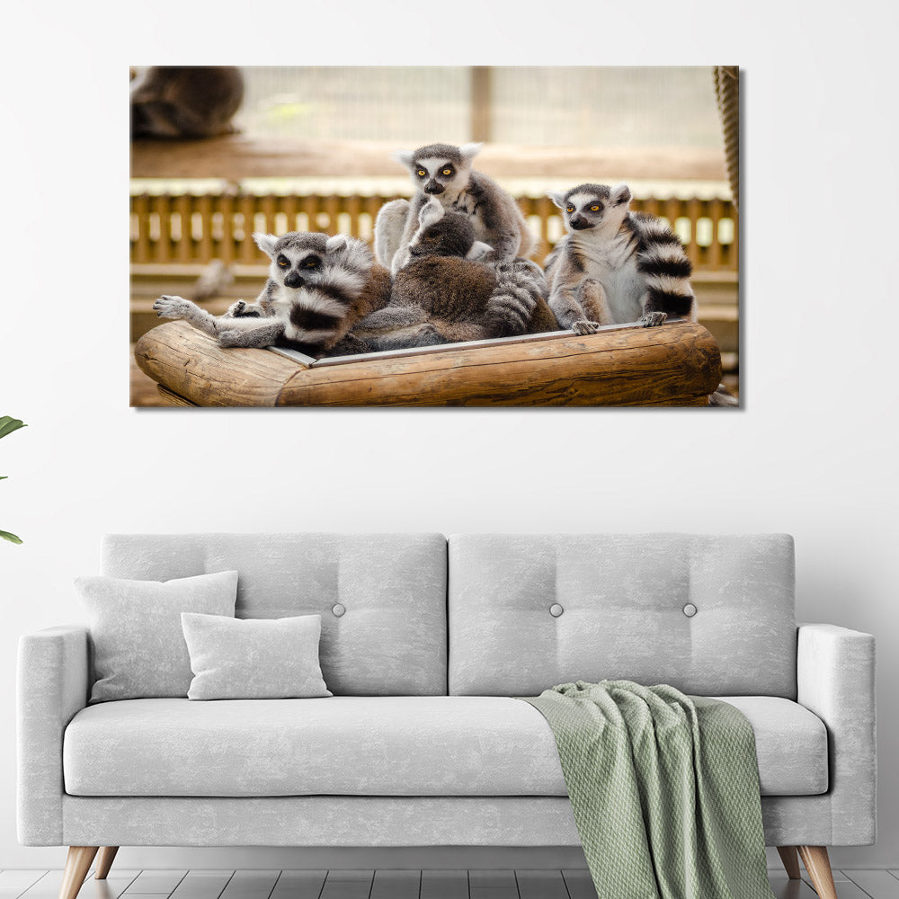 Group of lemurs