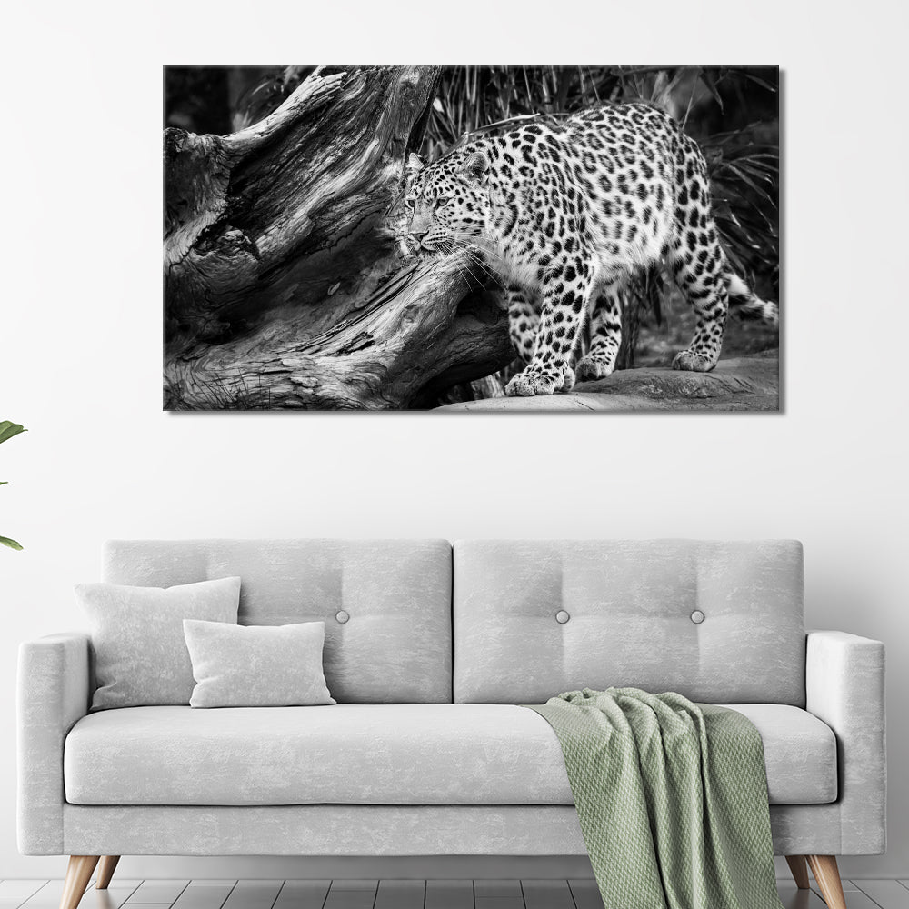 Black and white leopard