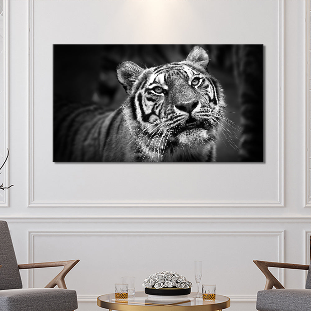 Black and white tiger