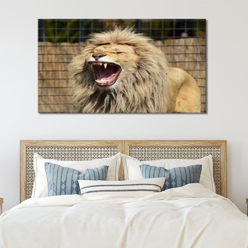 Lion roaring