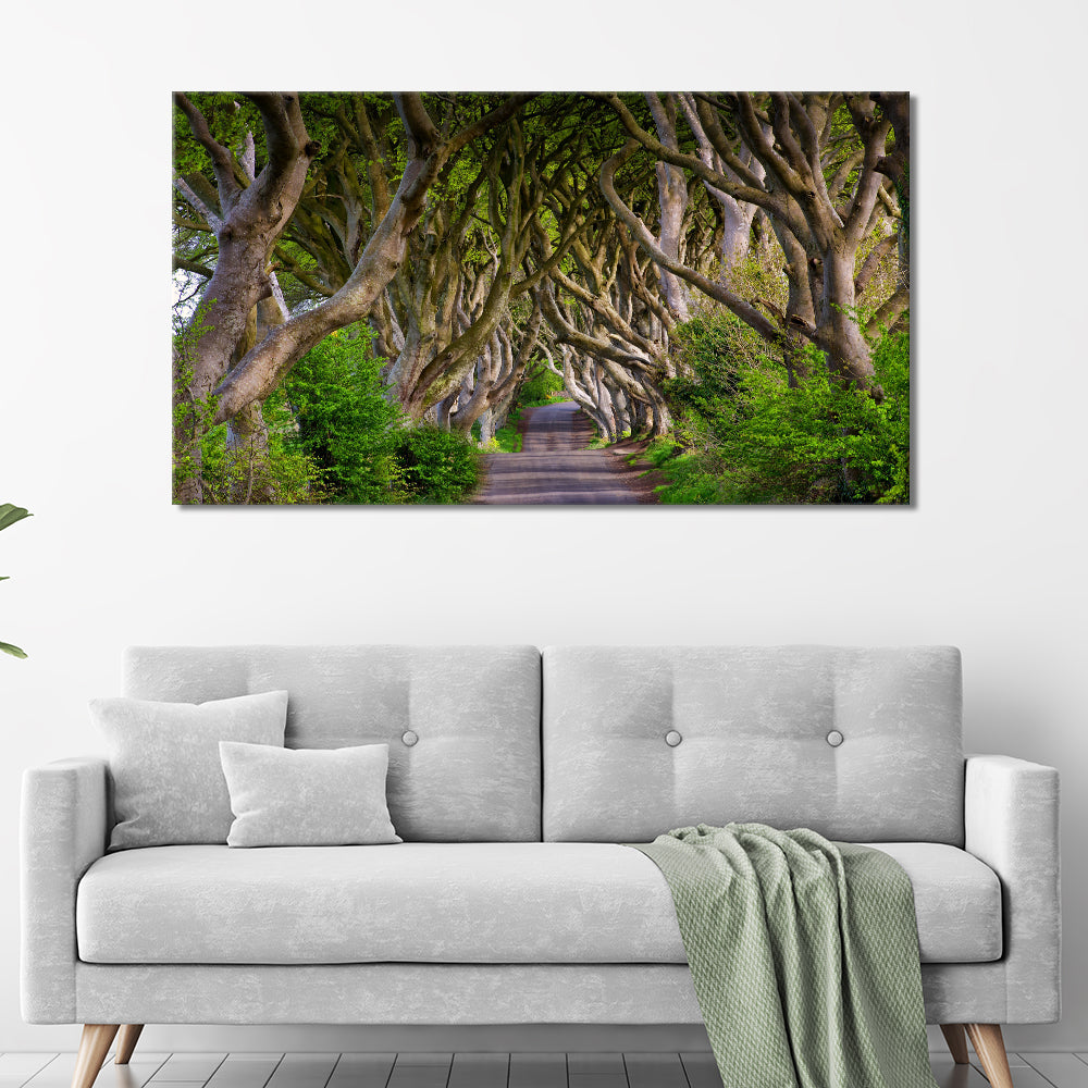 Ireland Dark Hedges