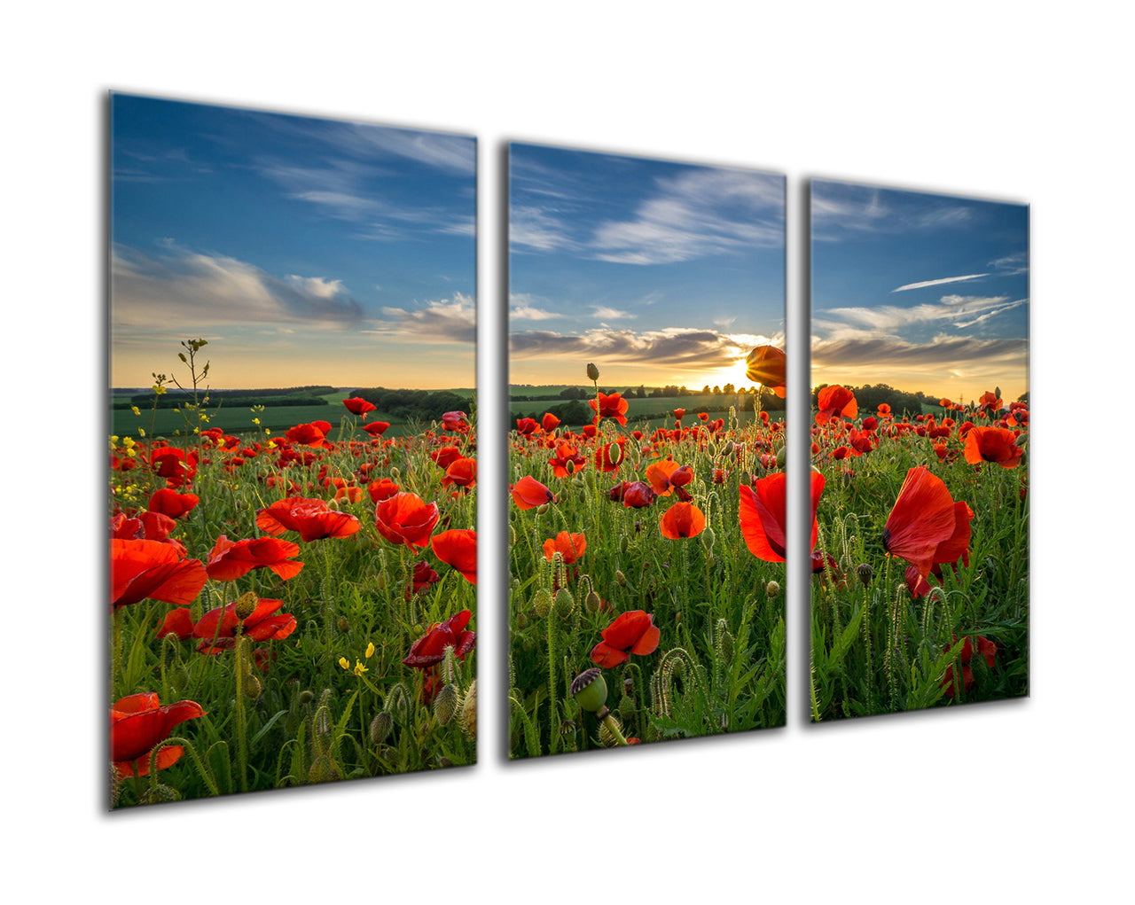 Sunrise through the poppies