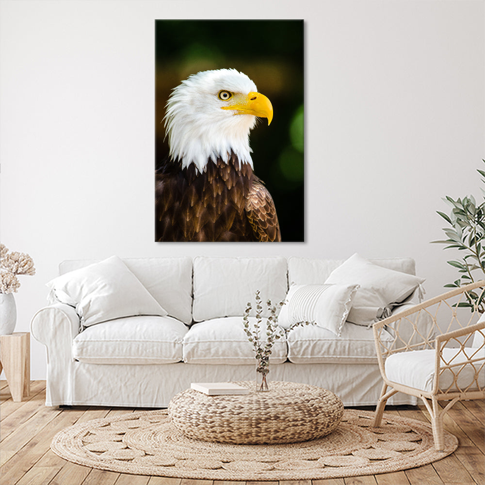 Bald eagle