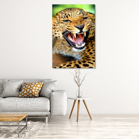 A leopards snarl