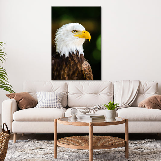 Bald eagle