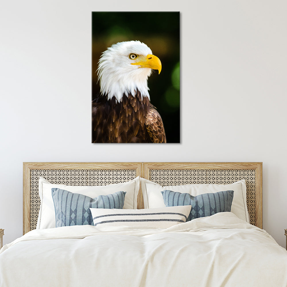 Bald eagle