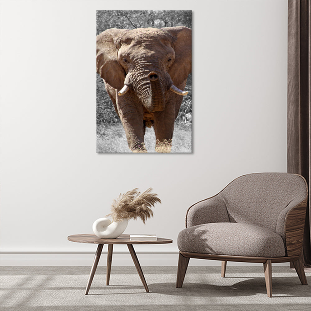 Elephant potrait