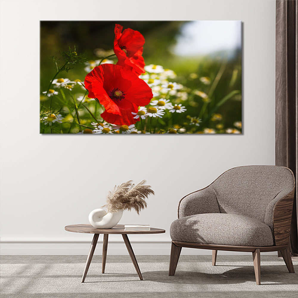 Poppies and daisy