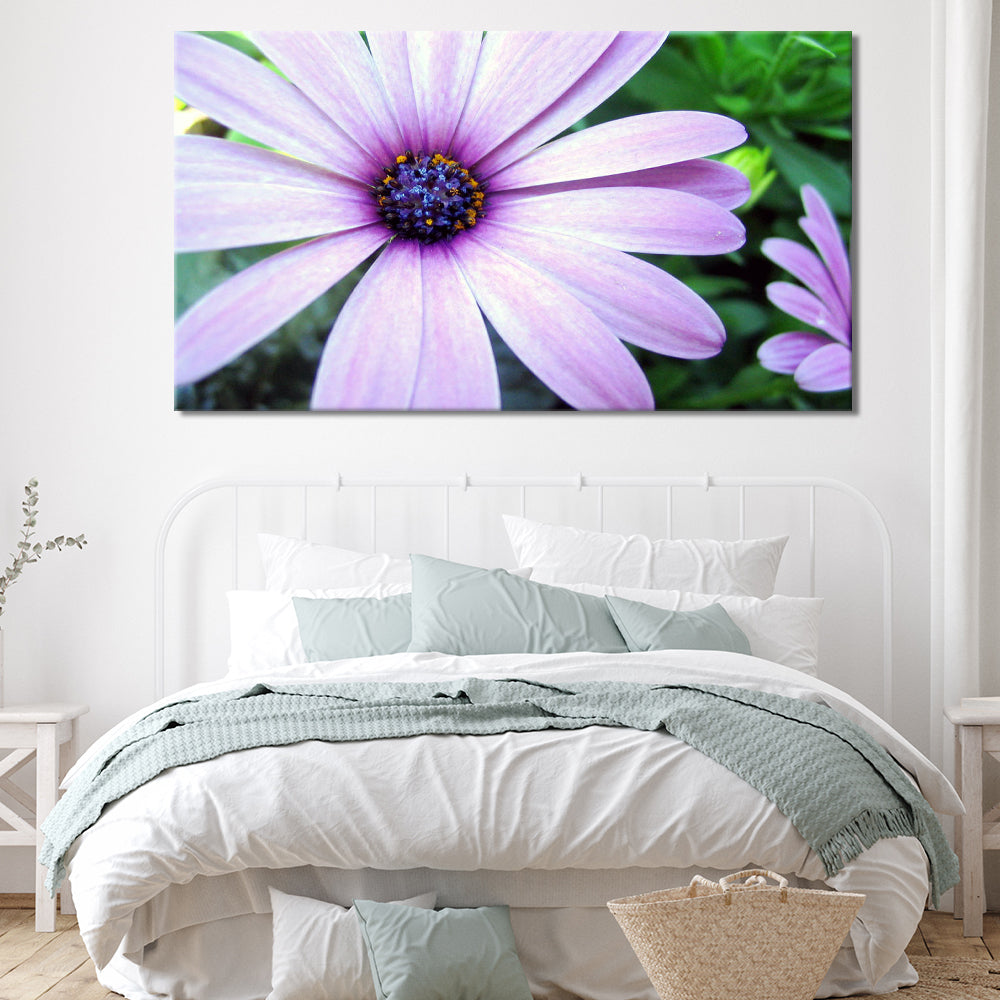 Purple coloured daisy