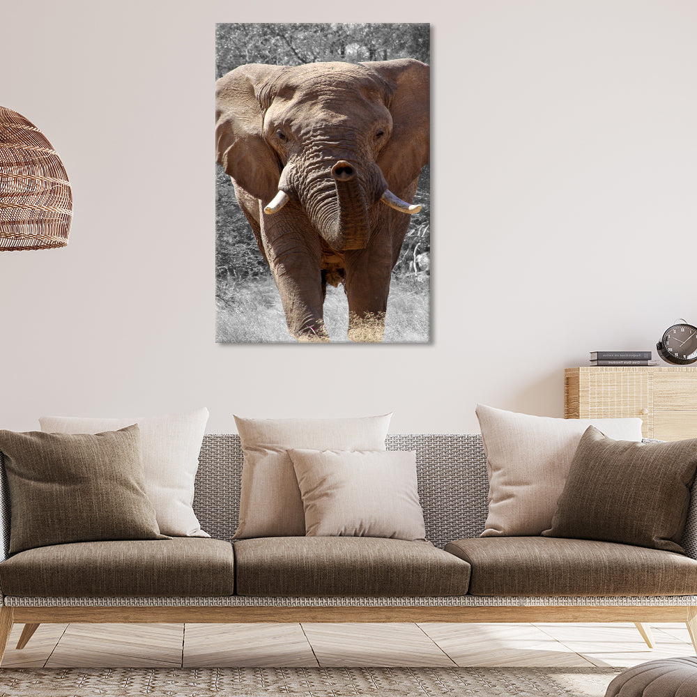 Elephant potrait