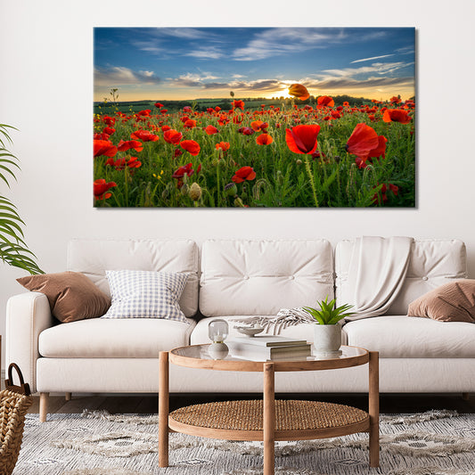 Sunrise through the poppies