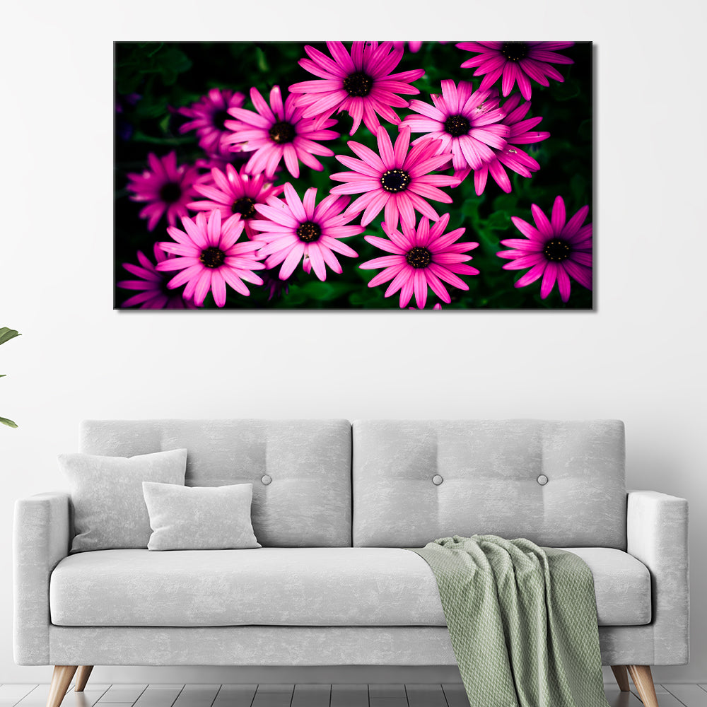 Family of pink daisies