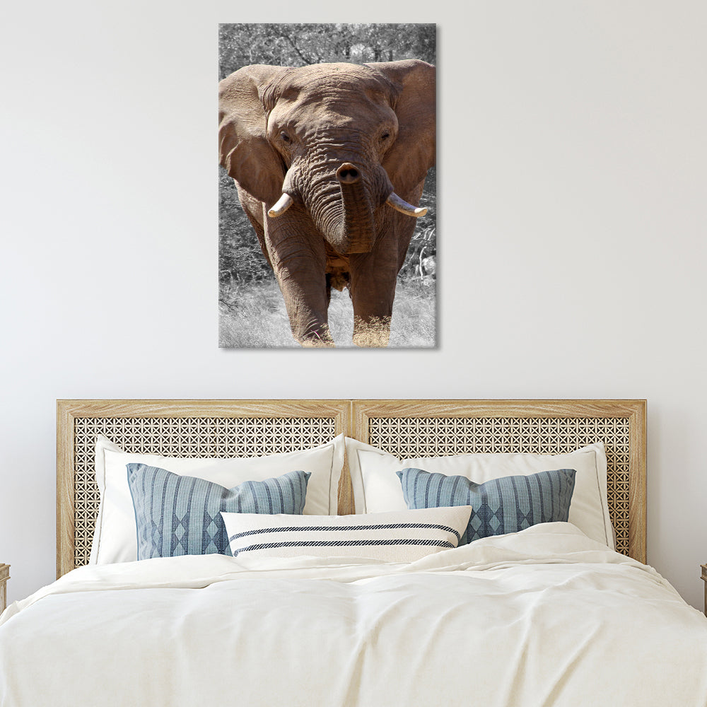 Elephant potrait