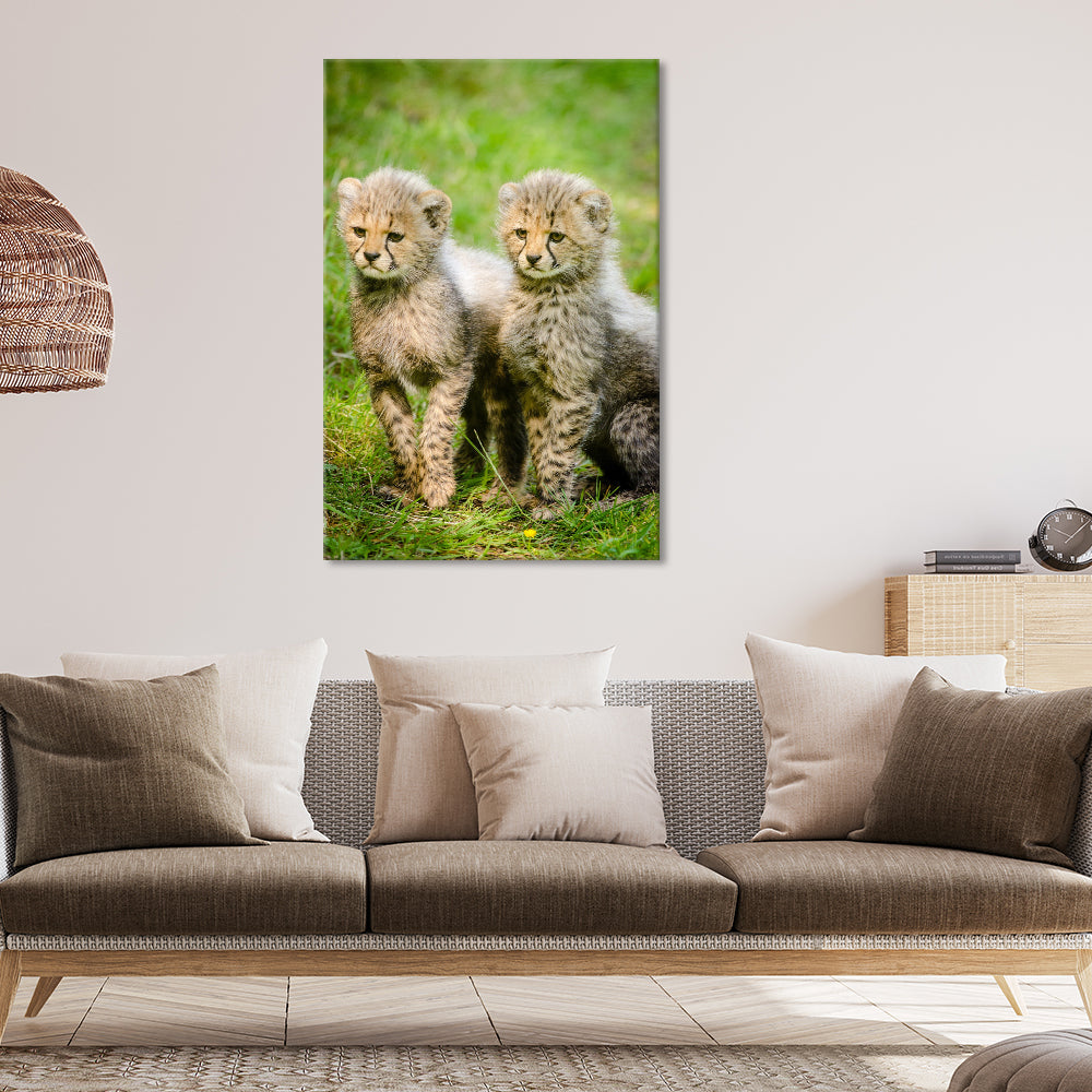 Cheetah cubs