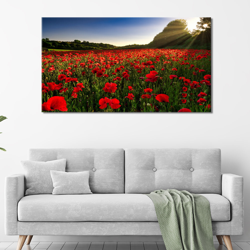 Poppy field