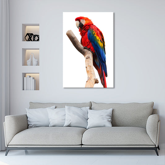 Red parrot