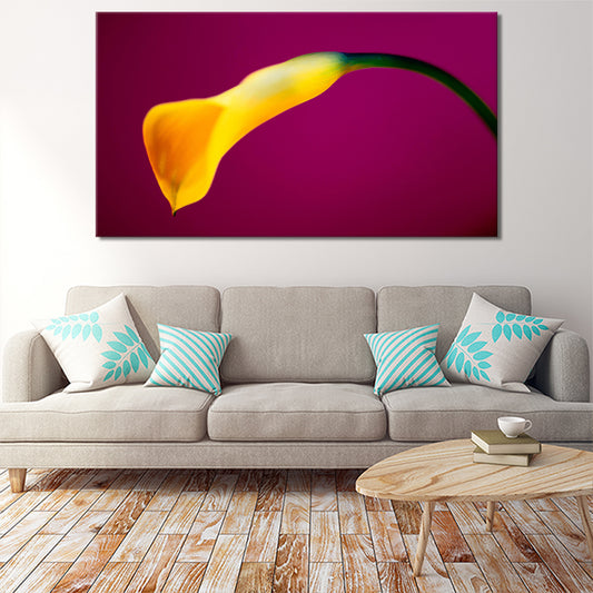 Yellow calla flower