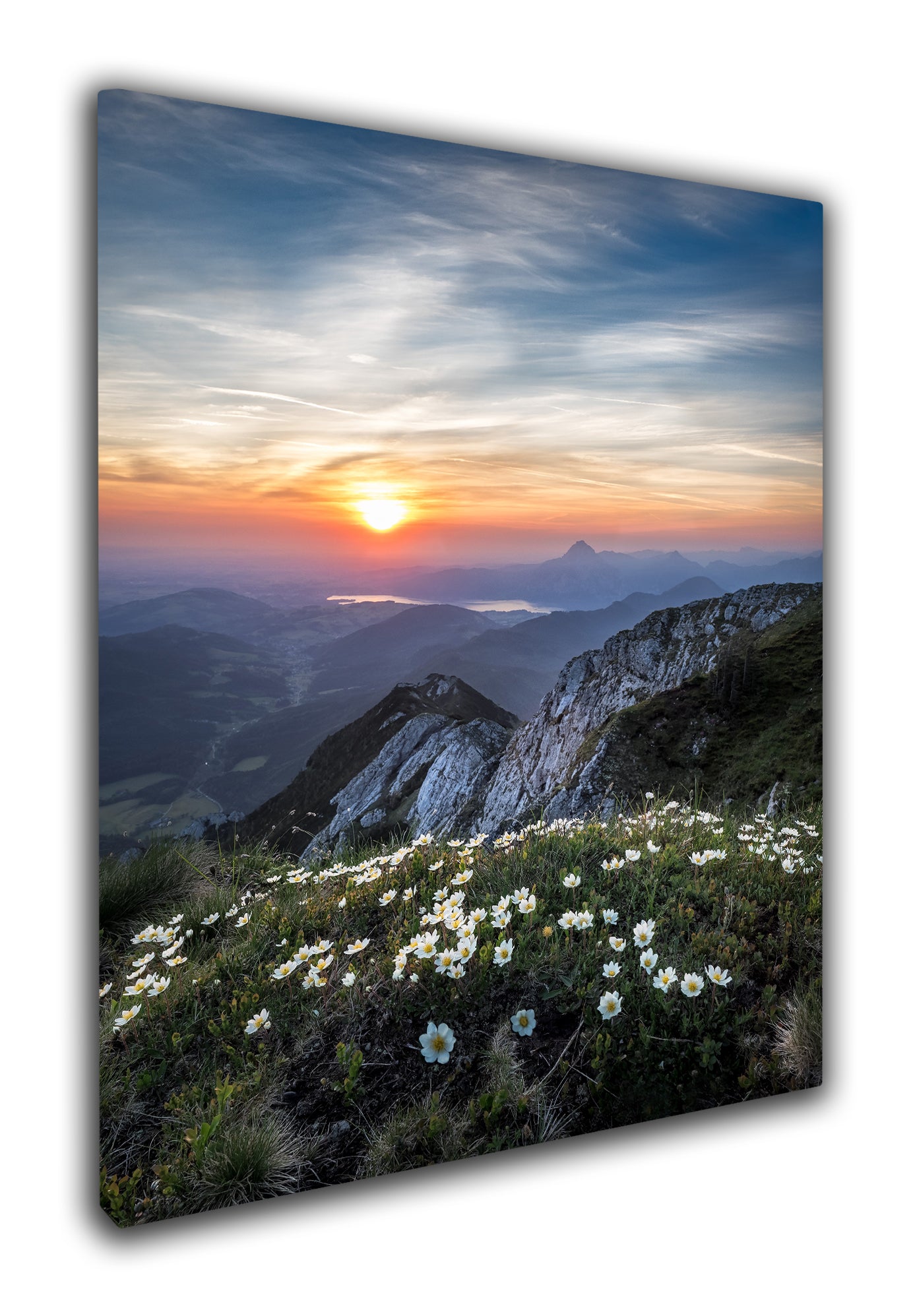 Daisies at dawn