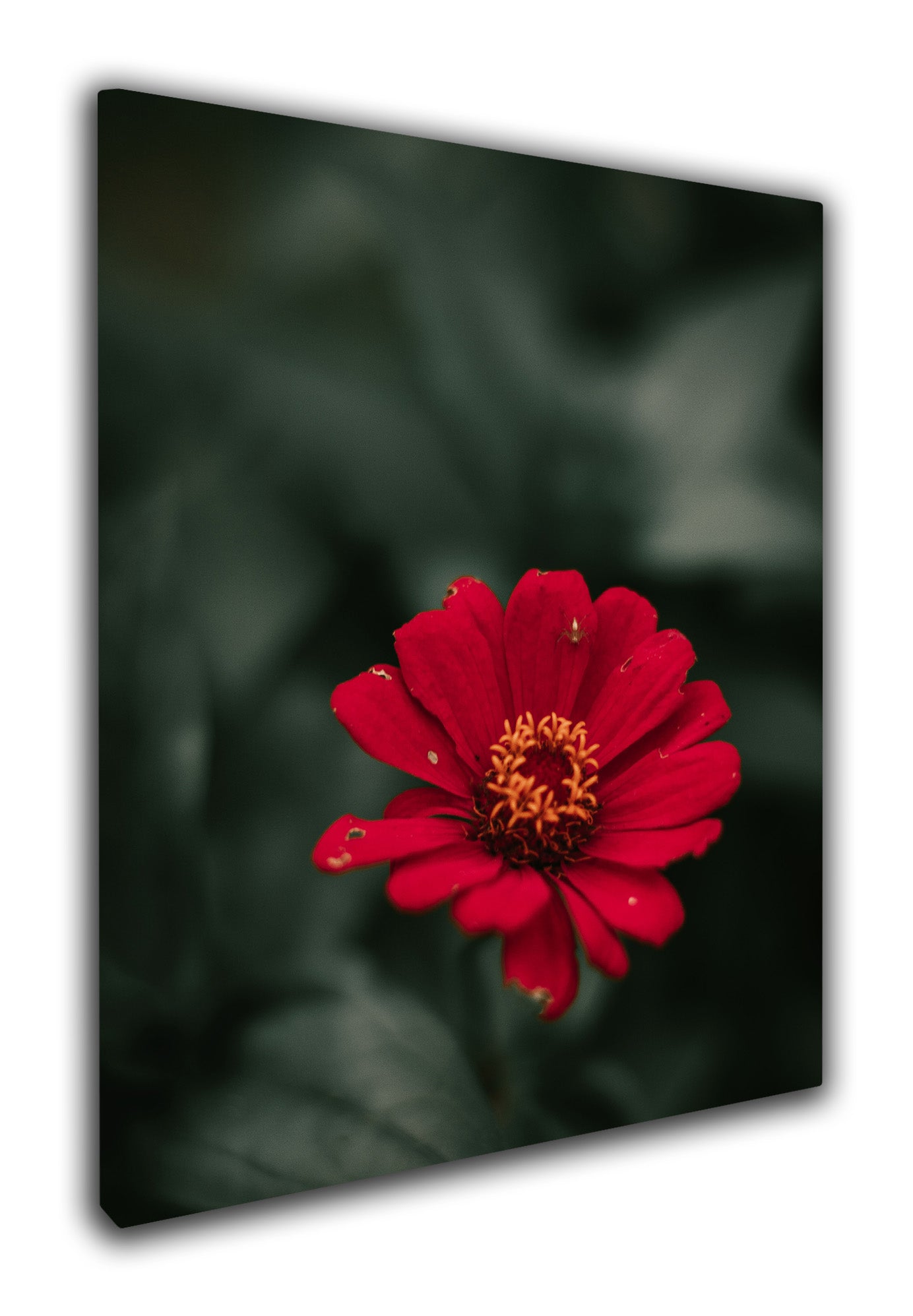 Red flower