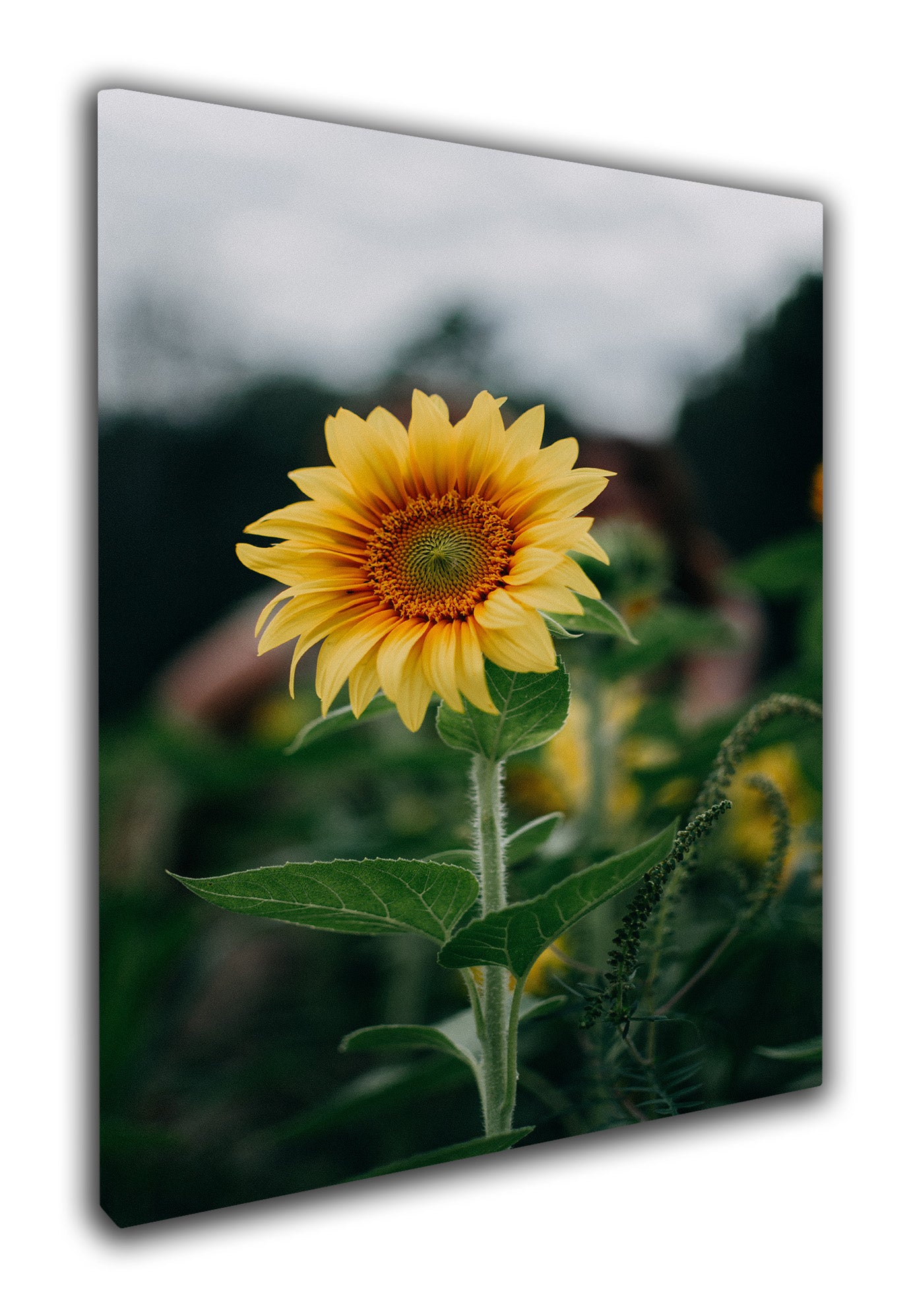 Stunning Sunflower