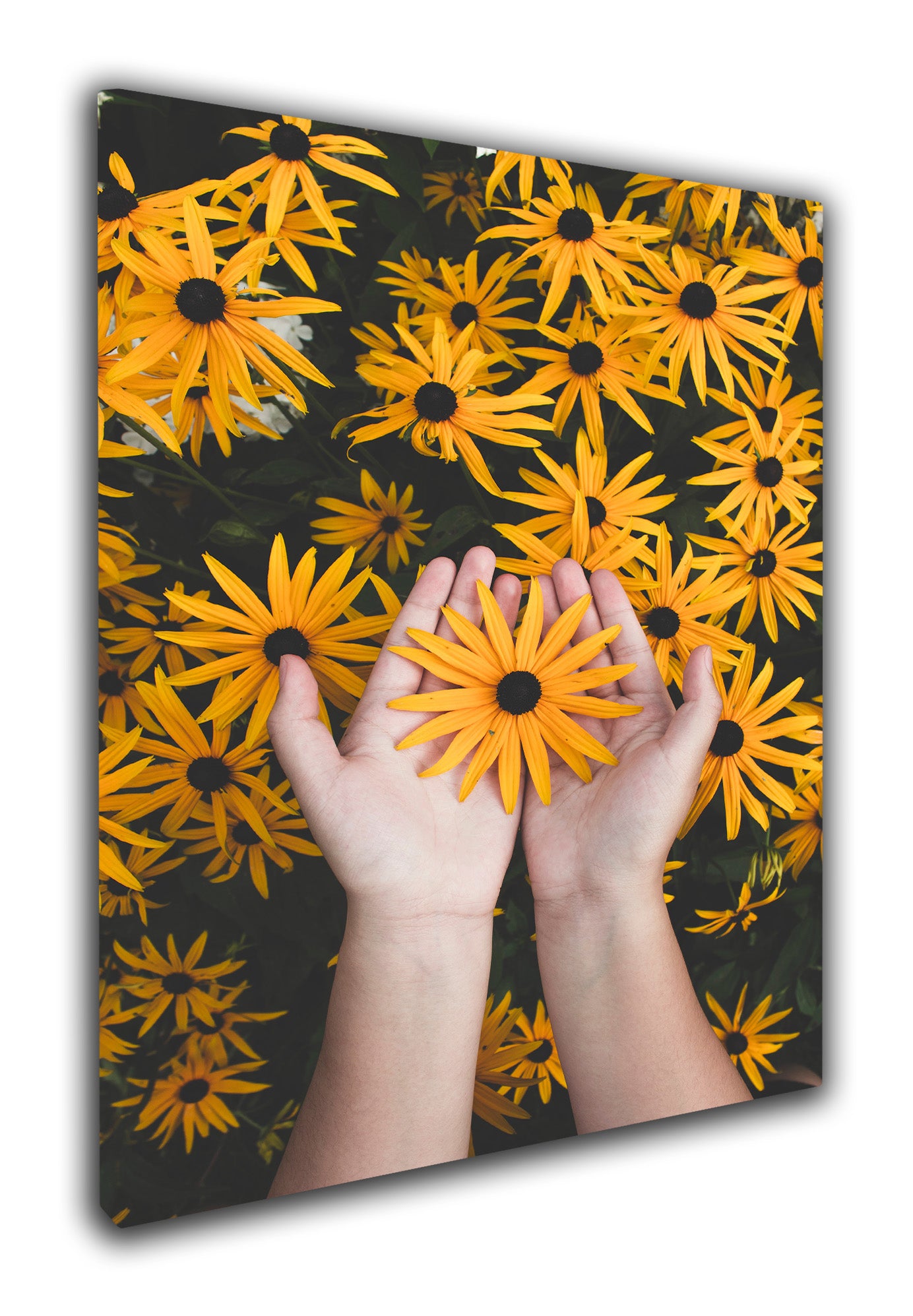 Yellow flowers in hands