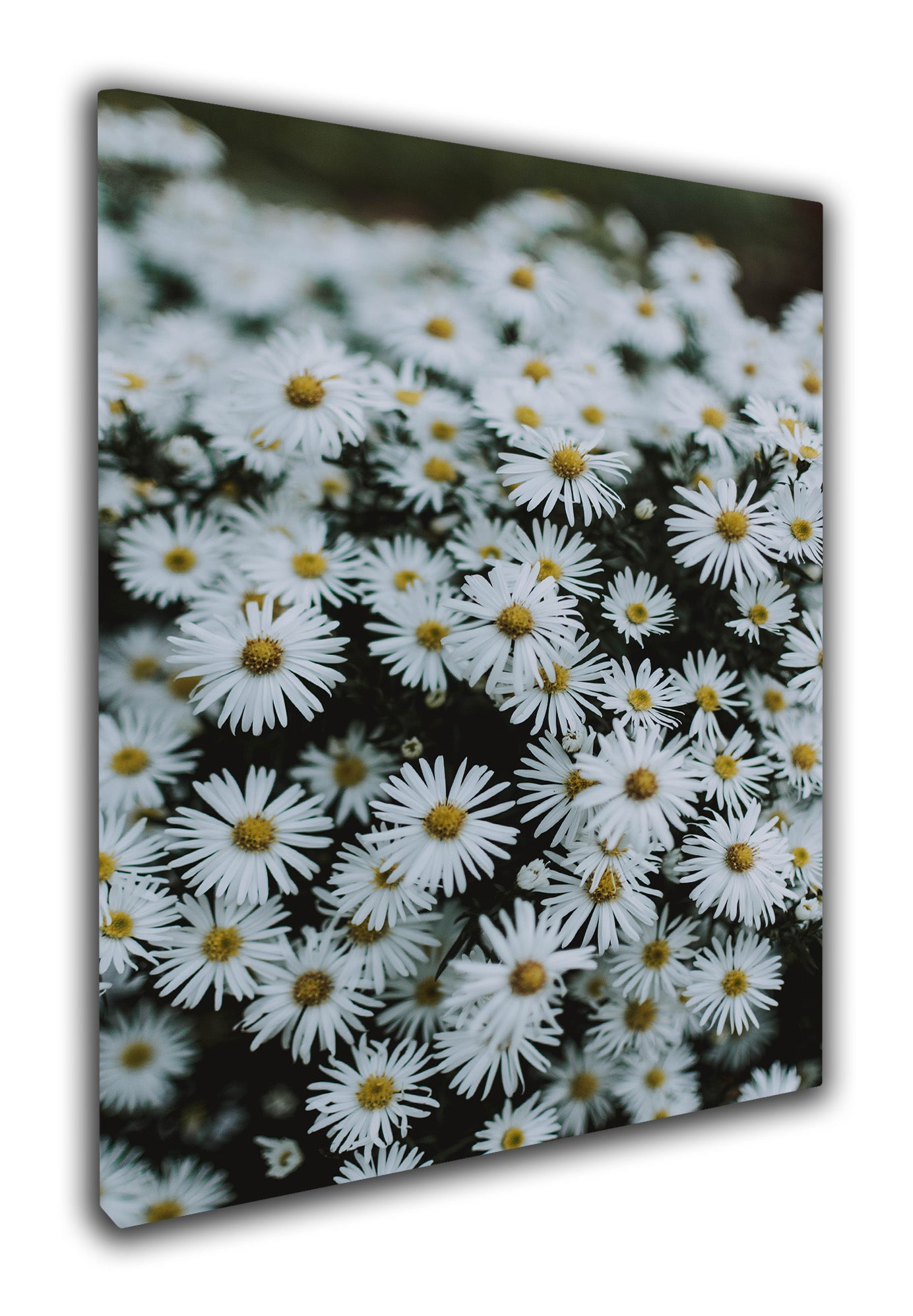 Delightful daisies