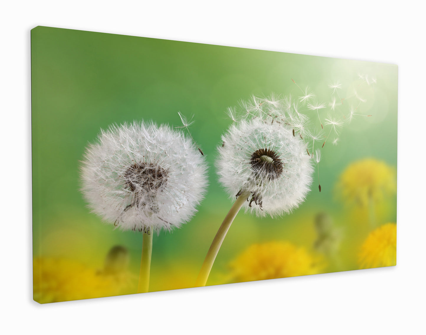 Dandelions in the sun