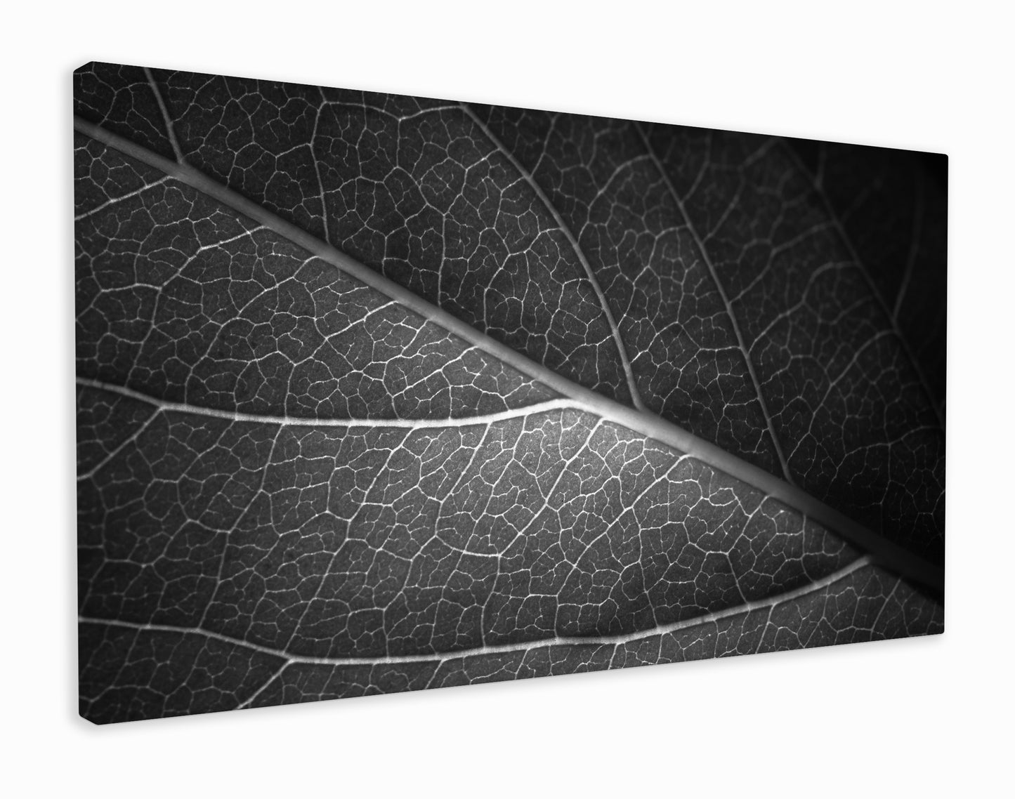 Leaf veins