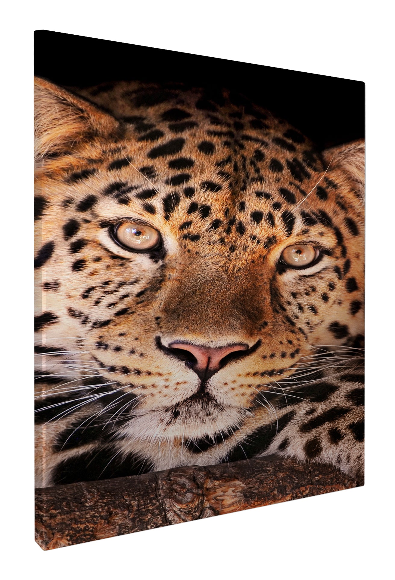 Leopard face