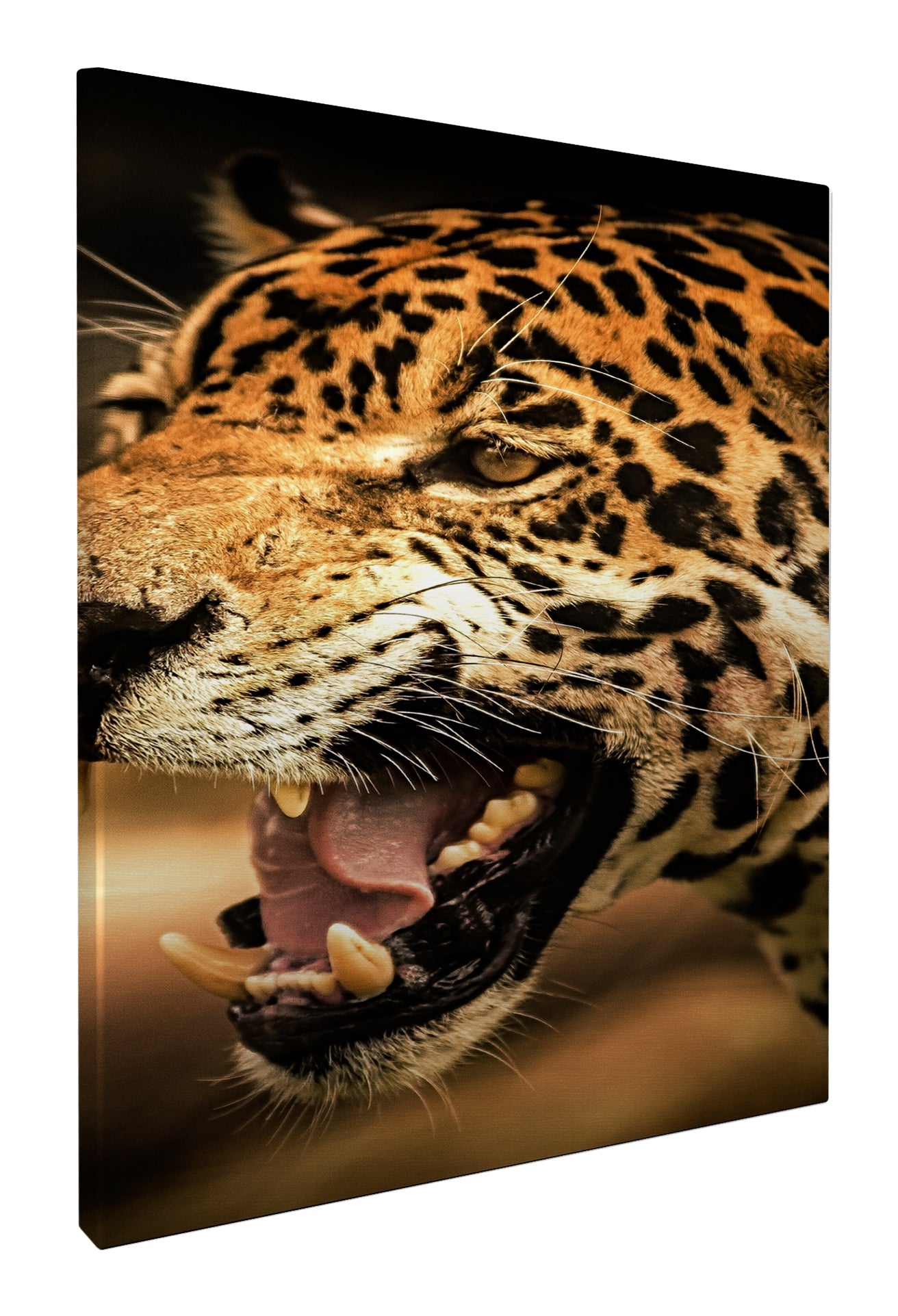 Snarling leopard