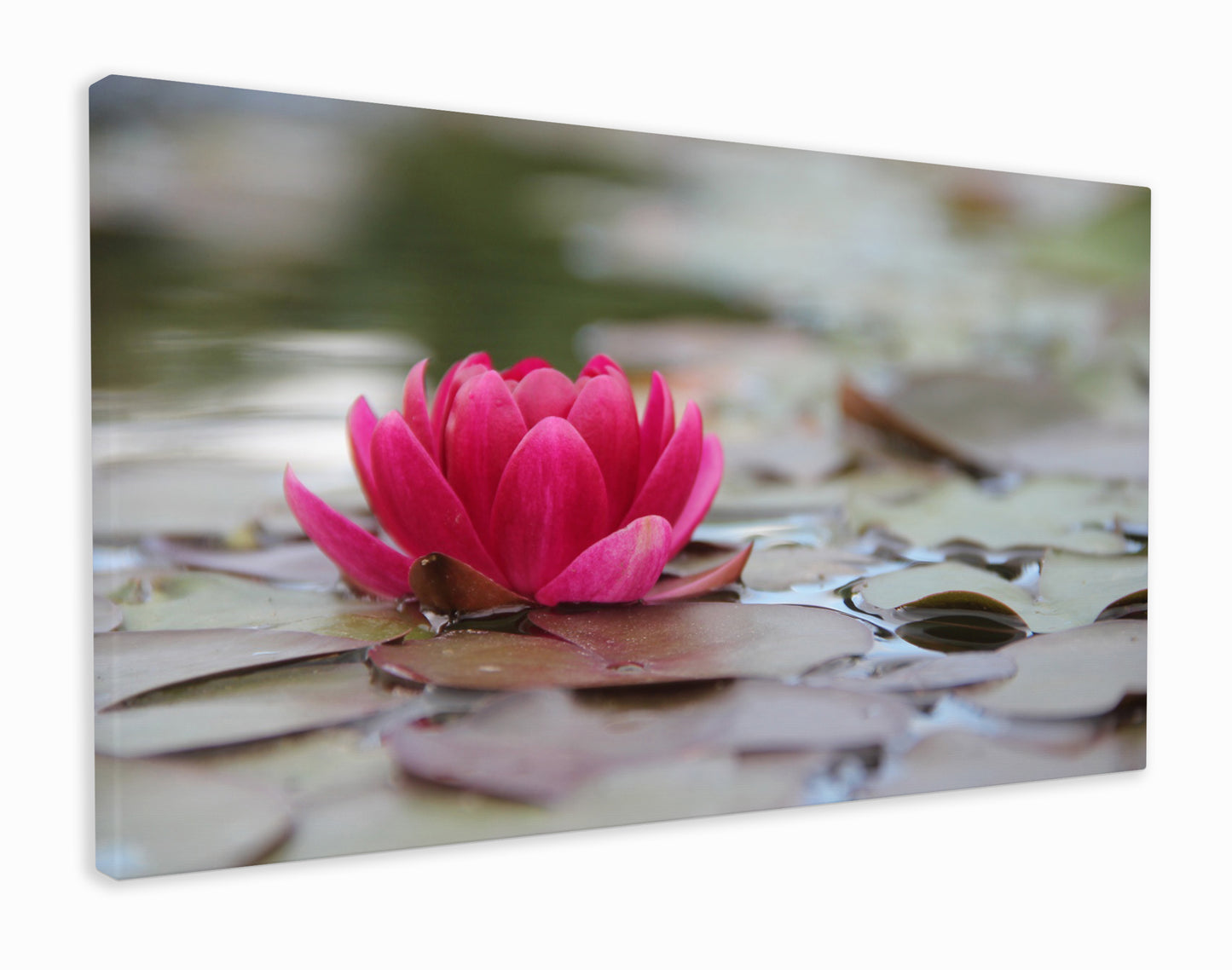 Water lily leaves