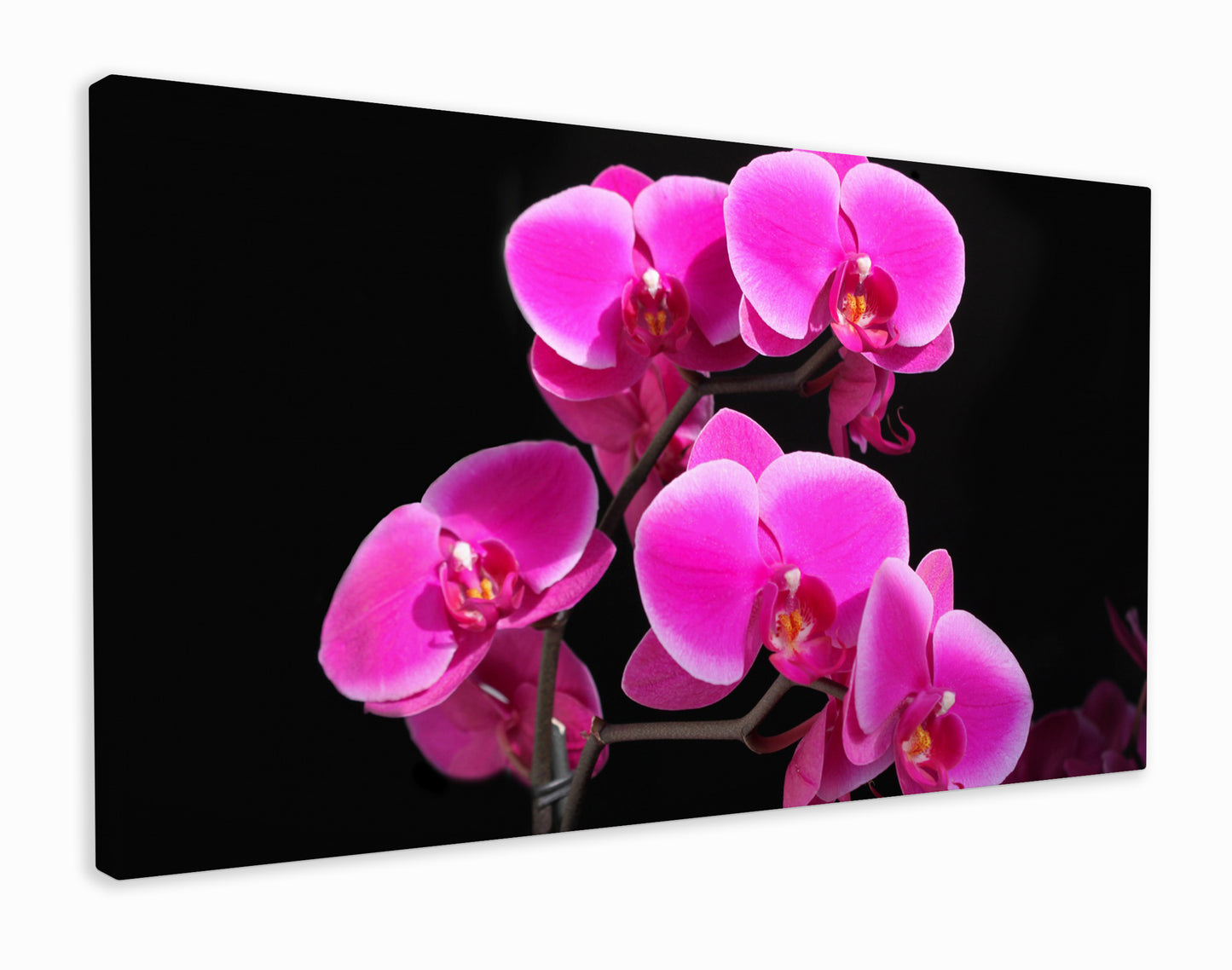 Pink orchids