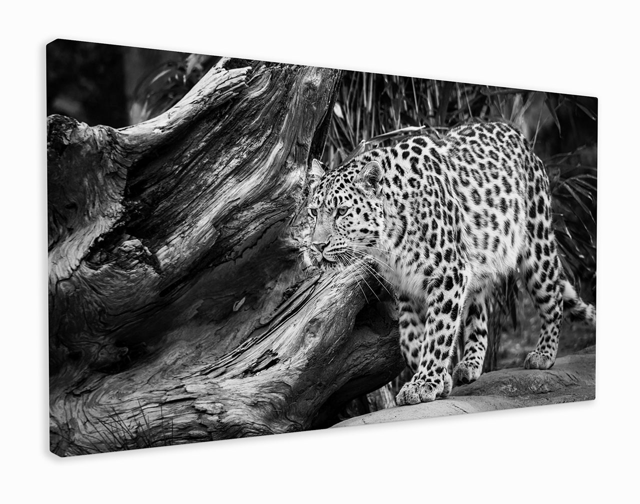 Black and white leopard