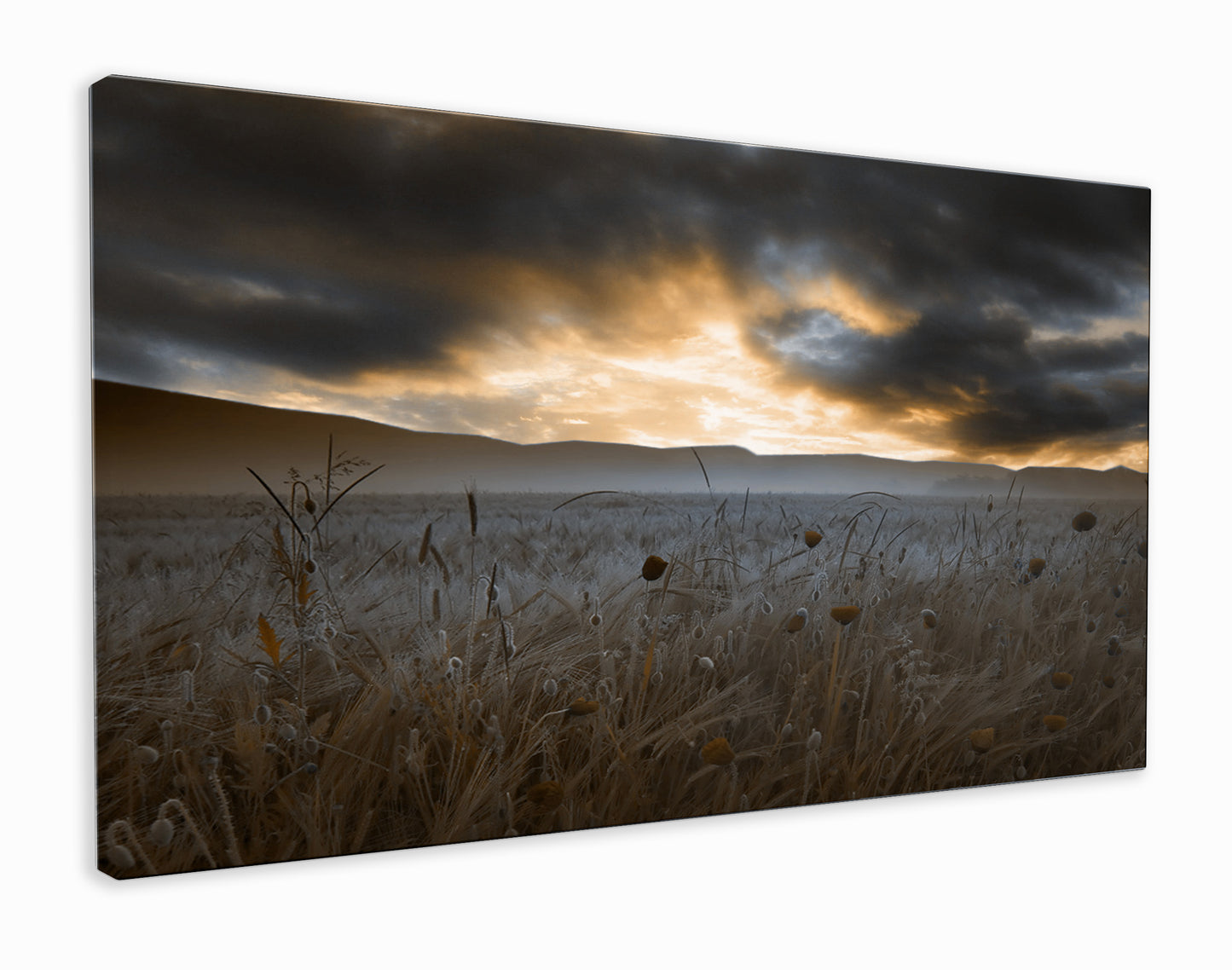 Clouds over the poppy field