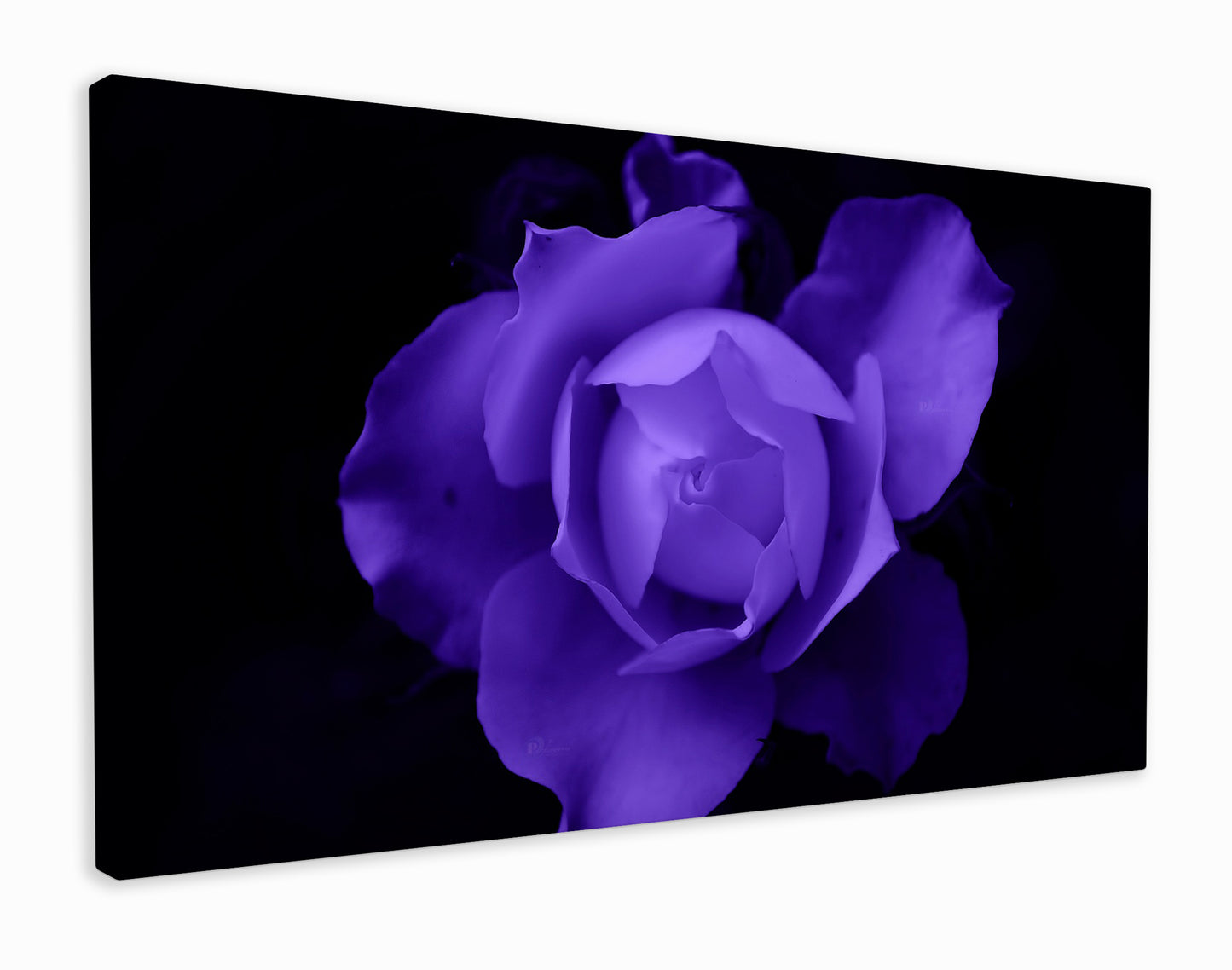 Purple rose