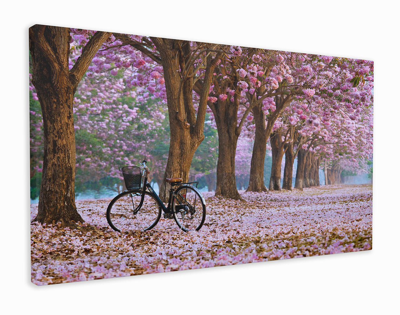 Cycling Through the Blossoms