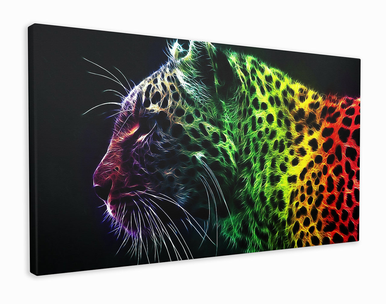 Regal rainbow leopard