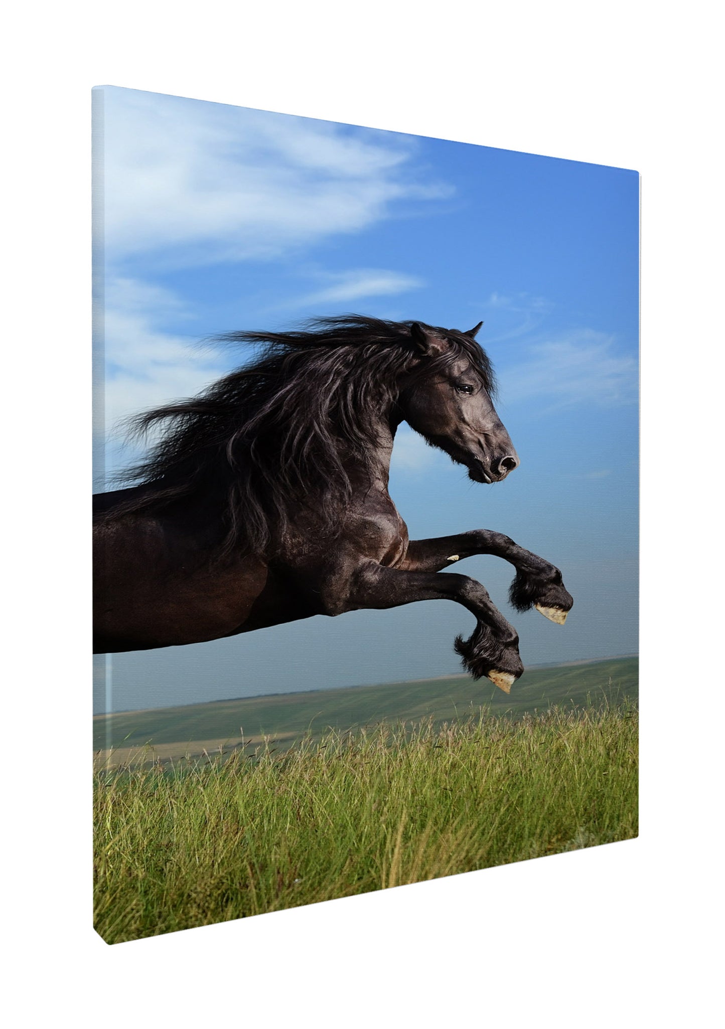 Stunning horse jumping