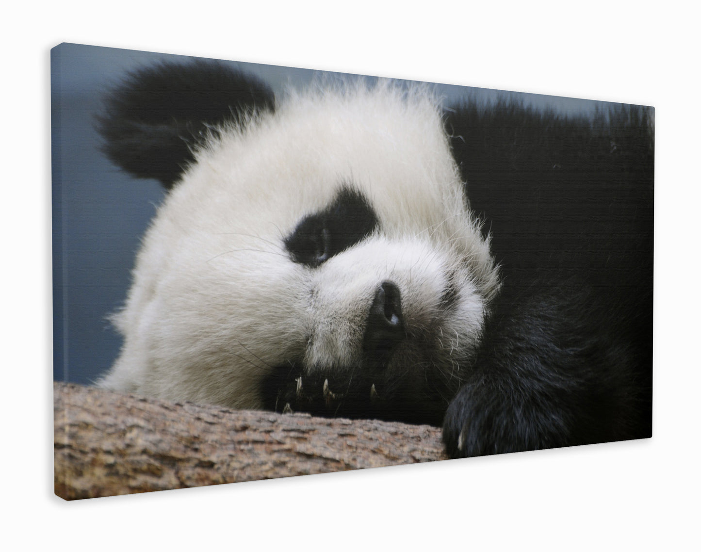 Sleeping panda