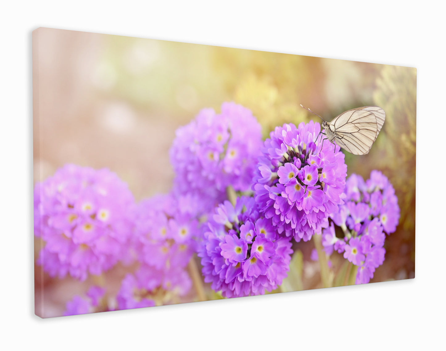 Spring flowers and butterfly